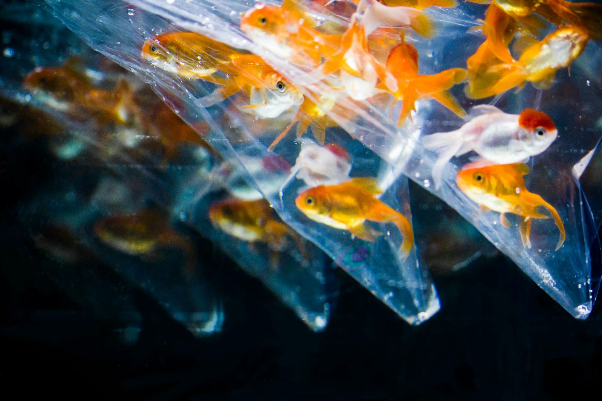 夏祭り屋台フードセット Ⓐ金魚すくい - メルカリ