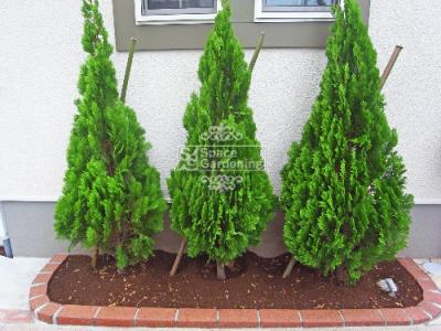 育てて飾る！クリスマスツリー」 庭づくりイエマガ