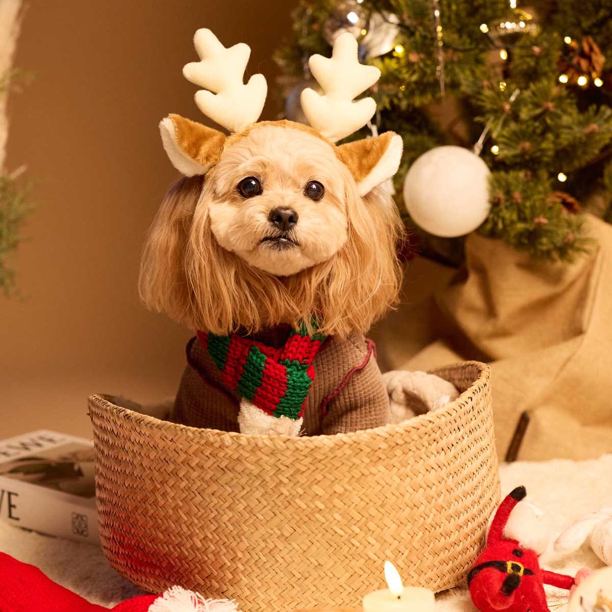 クリスマスにペットと一緒に行きたい場所は？ 113人のアンケートから人気ランキングを発表 - OZmall