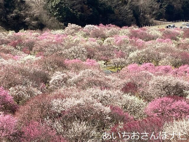 いなべ市農業公園『梅まつり』のお知らせです。 東海地区最大級の梅苑の幻想的空間へ！ お楽しみ大道芸人や飲食コーナーもあります 開催期間令和7年2月22日 土 ～3月20日 祝・木※開花状況により日程が変動します。 詳しくは「いなべ市農業公園」までお問い合わせ