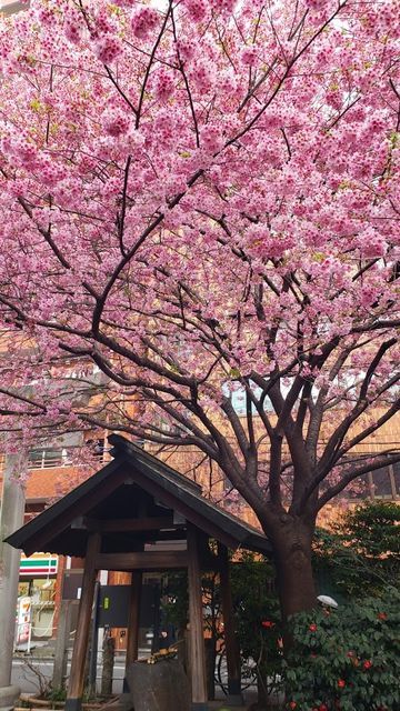 蔵前 実は秘密にしたい！とっておきのお花見スポットシティリビングWeb