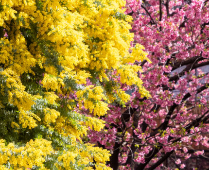 蔵前神社2024！ミモザと早咲き桜が満開&見ごろ！3月9日現在の開花状況&混雑状況は？ - One Access