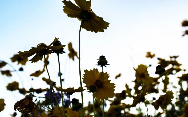 長岡京 小倉山荘美しい四季を巡る暦だより夏至 げし一年のうちで太陽が最も高く昇り、昼の時間が最長になり、夜が短いころのこと。 これから夏 の盛りへと、暑さが日に日に増していきます。小倉山荘ogurasansou二十四節気あやめ花びらの中に網目