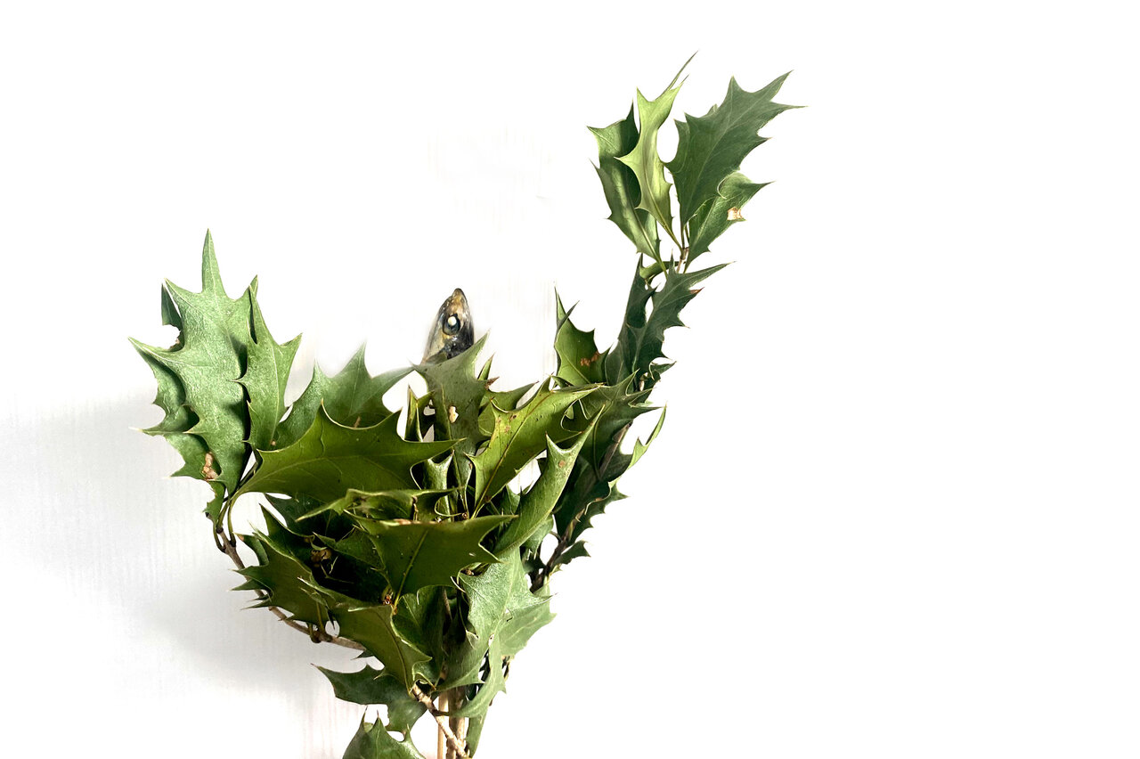 ひいらぎ飾り✨ 今日から2月 3日の節分に伝統文化 鬼の嫌うひいらぎのトゲ 豆ガラの音 イワシのニオイ 群馬県沼田市産のエダマメから生まれた柊幸せを呼ぶ柊✨ ネーミングにも惹かれ飾ってみました☺️ 福がたくさんきますように✨✨✨協和産業 株群馬県桐生市