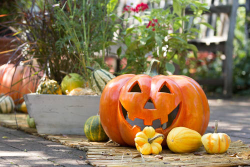 アプローチもお庭もハロウィン仕様スタッフブログ 大分南店 エクステリア・ガーデン・外構・造園グランド工房