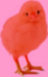 広田レオナ on X: 