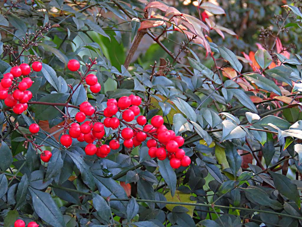 楽天市場 正月 赤い実の通販