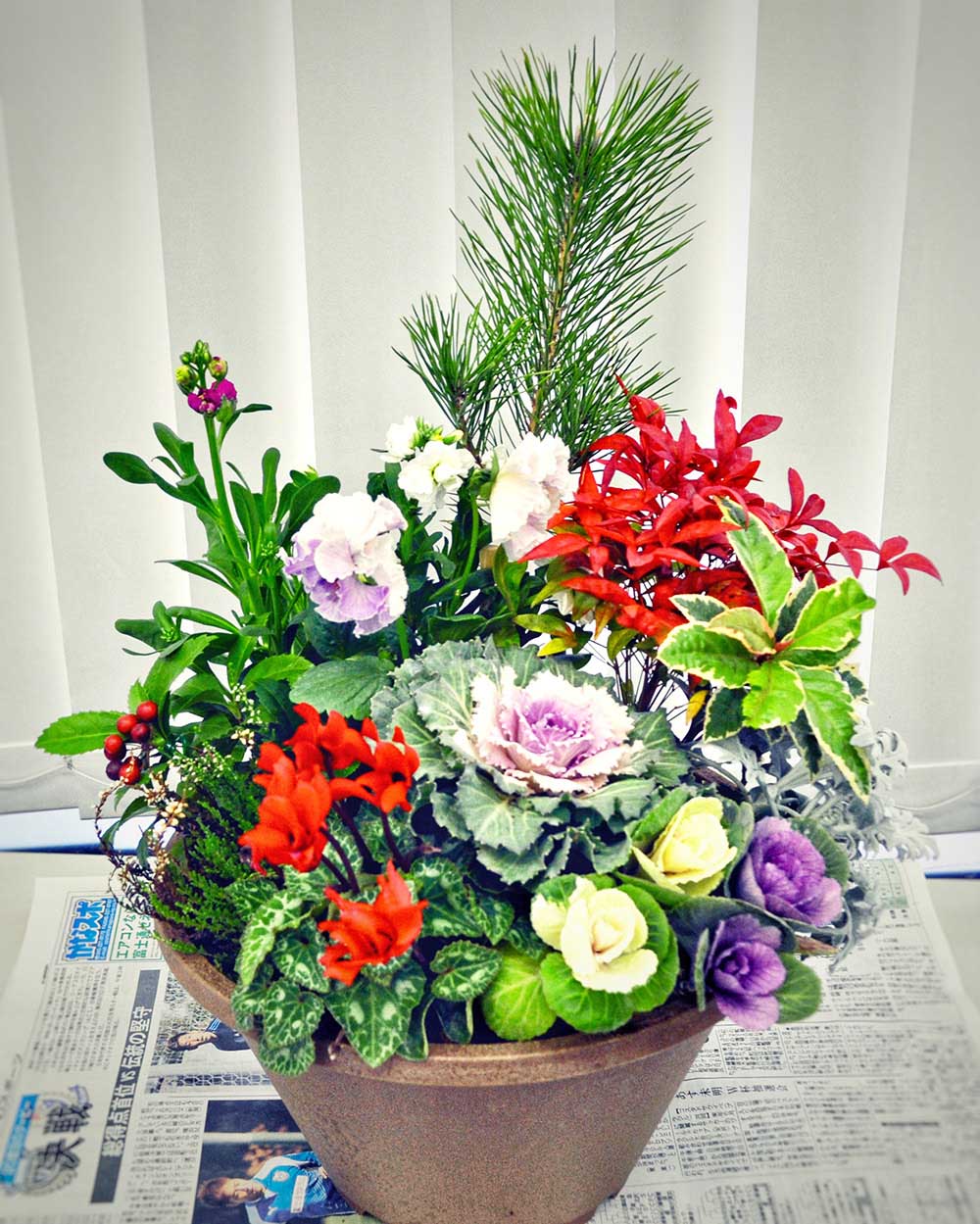 春まで長く楽しめる寄せ植え・クリスマスの寄せ植えガーデニング教室DIYホームセンター ジャンボエンチョ