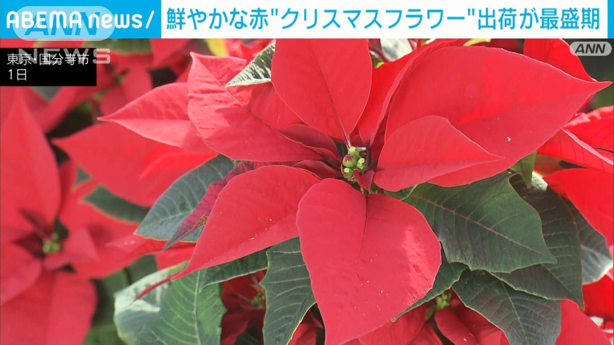 クリスマスの飾り 赤と緑iPhone スマホ壁紙ギャラリ