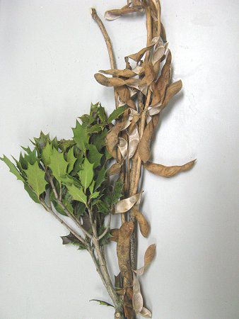 ひいらぎいわし 意味・由来 節分飾り 魔よけ