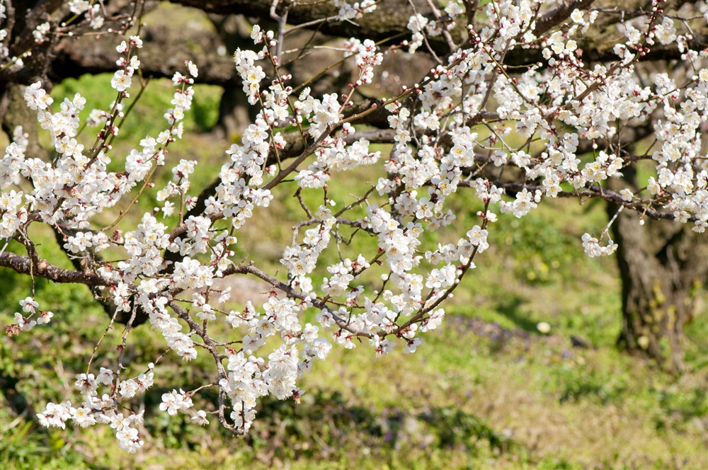 年賀状をかわいく美しく飾れる！梅の無料イラストを色々ご紹介 - 2025年賀状無料テンプレート巳年