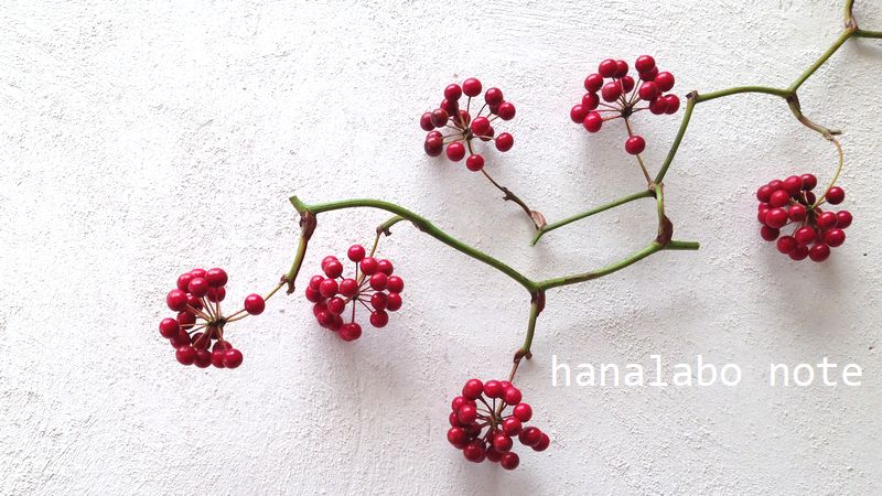 お花屋さんで買える！お正月の赤い実、名前わかりますか？ お正月の花飾り 切花情報サイト ハナラボノート