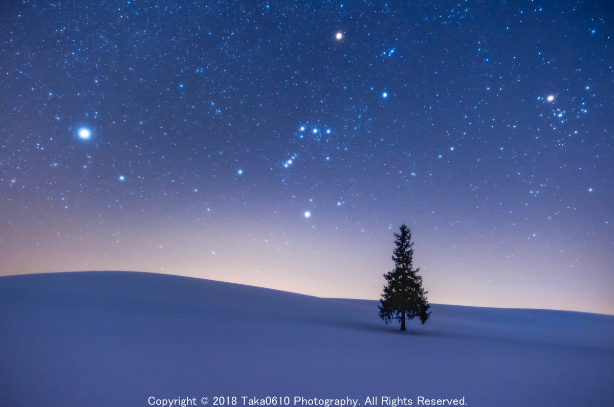 クリスマスツリーの木」も駐車禁止 美瑛で旭川東署、30日～2月21日 観光公害対策で：北海道新聞デジタル