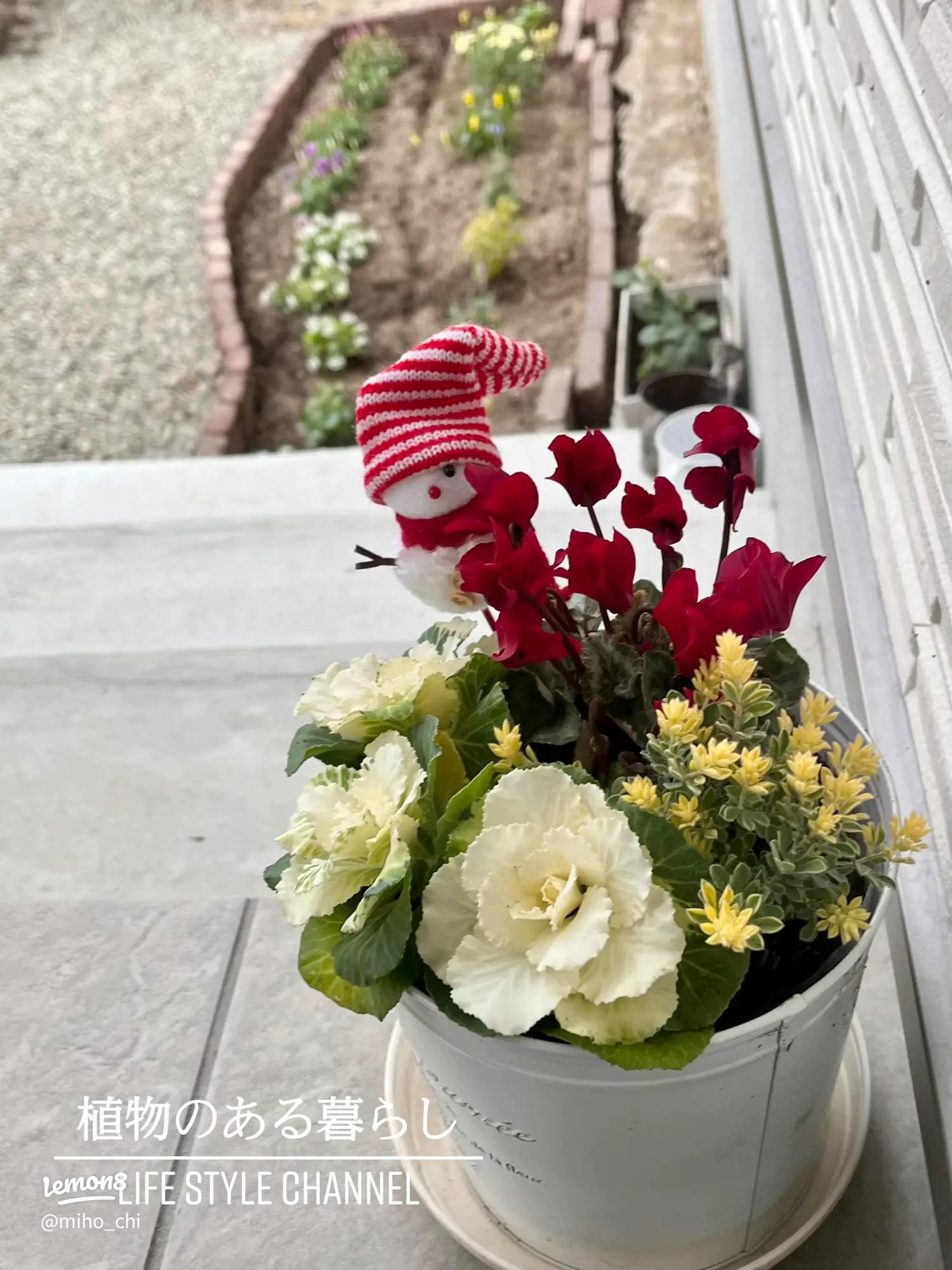 多肉ツリーの作り方！クリスマスに飾りたいキュートな寄せ植えのやり方HORTI by GreenSnap