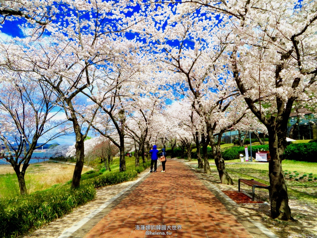 2024年版 ソウルでお花見したい！ソウルの桜スポット、ベスト８＋春の花スポット！ソウルナビ