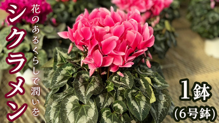 Jp-Farmers.comのクリスマス ミニシクラメン苗 カールMIX 3個セット新鮮お花問屋 Jp-Farmers.com