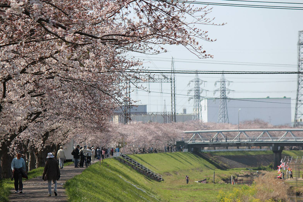 湘南ひらつか清遊亭 - 渋田川桜
