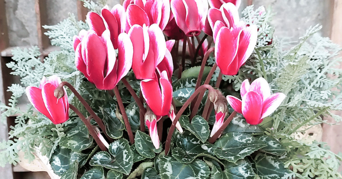 プロが解説 クリスマスにぴったり！１鉢で華やかさ続くブーケのような12月の寄せ植えGardenStoryガーデンストーリー