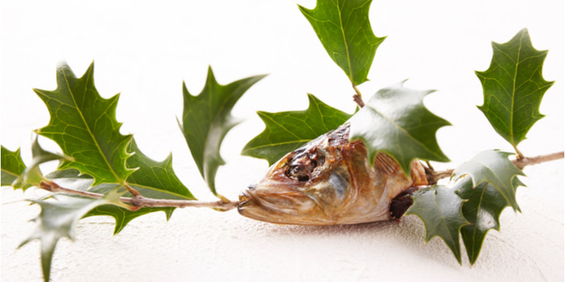 2025年は２月２日！「節分」のひいらぎいわし 柊鰯 とは？ 「節分」にまつわる生きもの豆知識をご紹介！ - 講談社の動く図鑑MOVE講談社