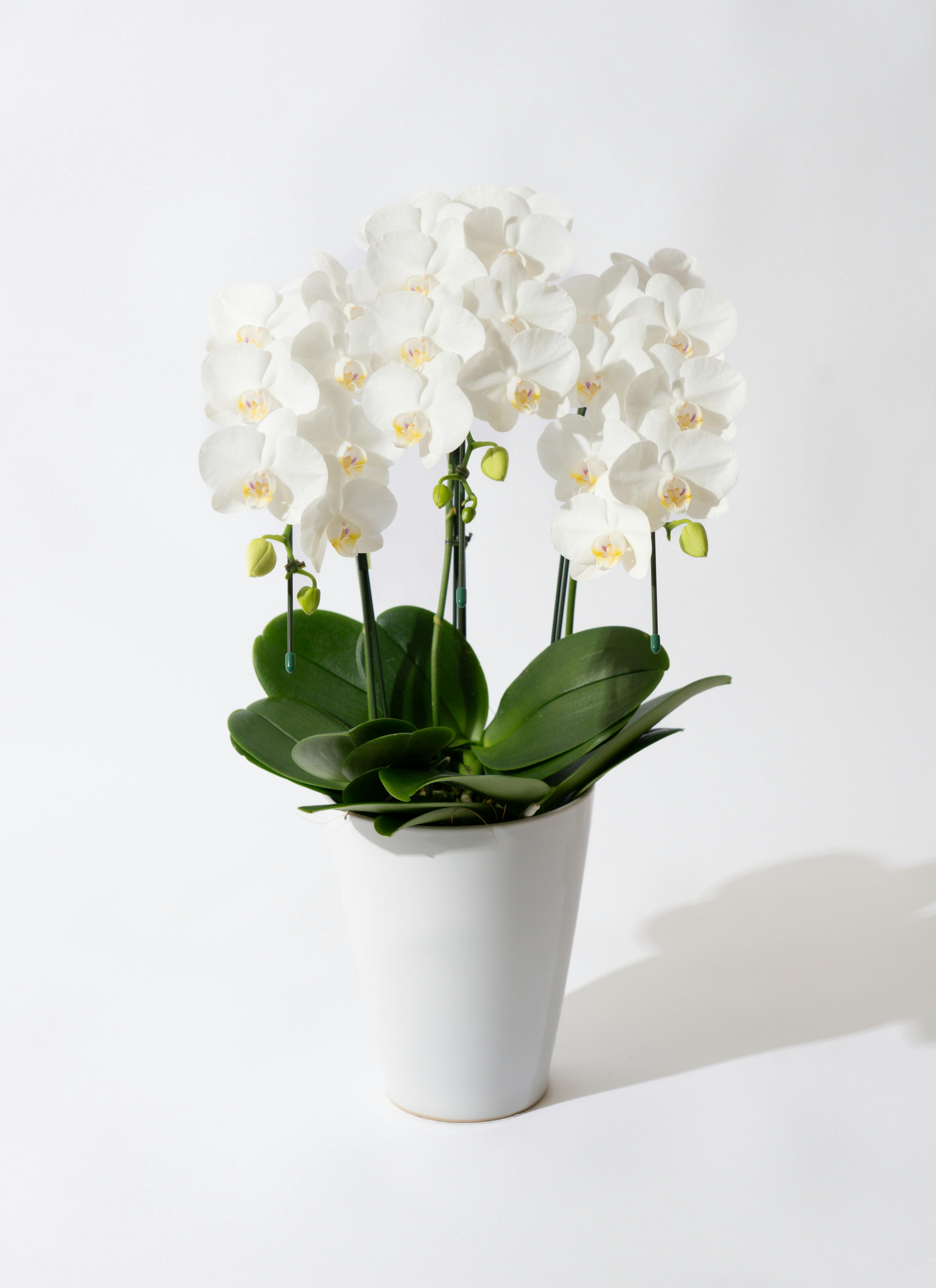 勤労感謝の日お花の通販サイトHitoHana ひとはな