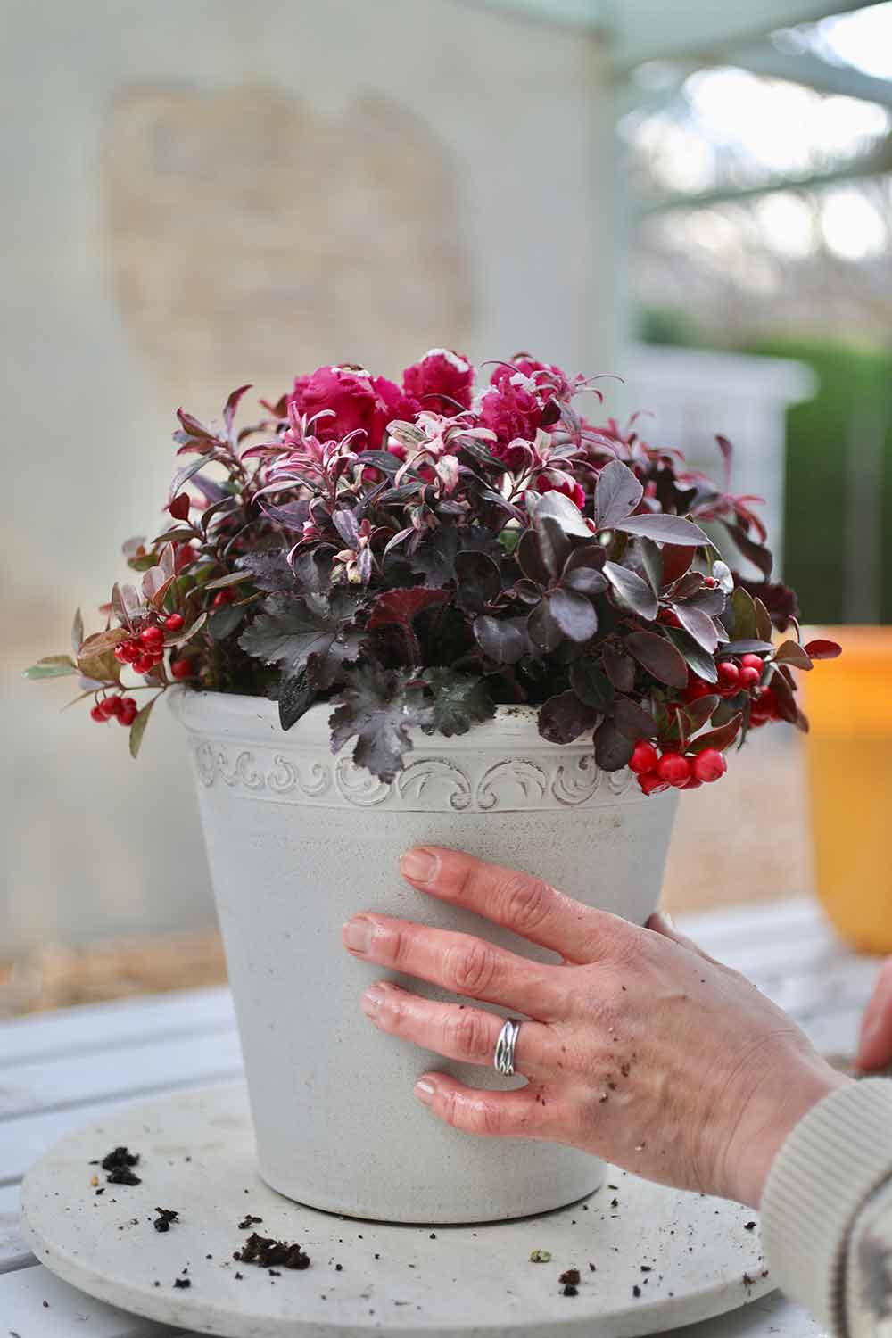 Amazonクリスマス 飾り 屋外 花鉢植 ガーデニング セット ポインセチア シクラメン ギフト観葉植物 オンライン通販