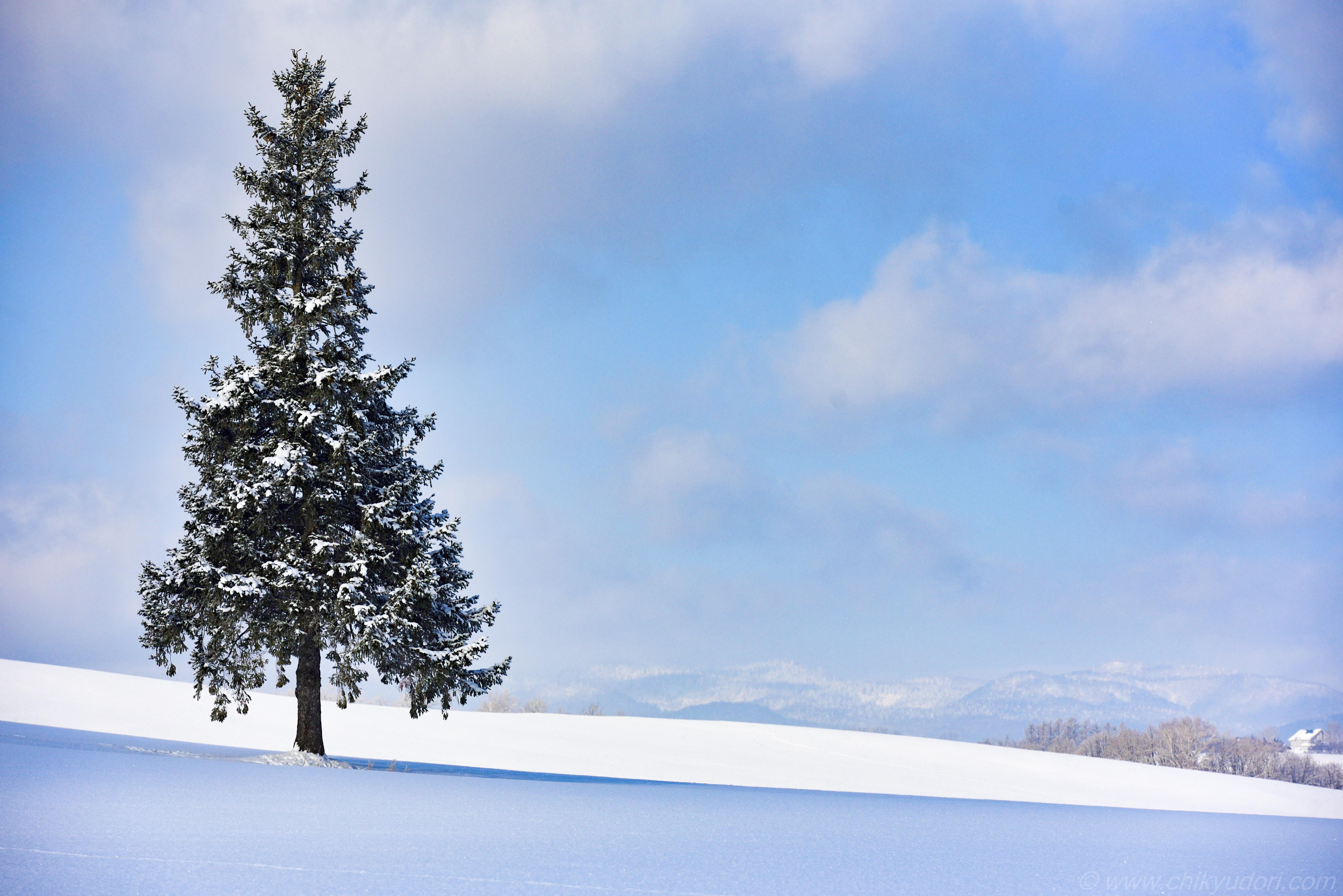 美瑛でしたい100のこと クリスマスツリーの木に行きたい！びえい農泊 DX推進協議会