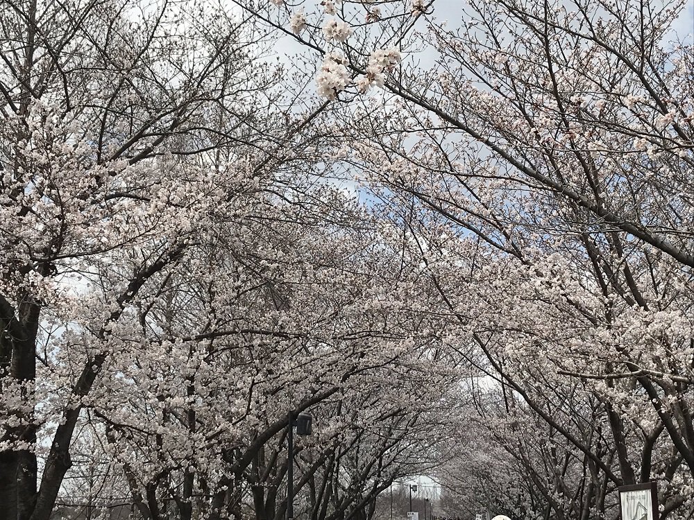 大阪 まもなく開花！2025桜まつり 人気名所でお花見＆グルメもいこーよとりっぷ