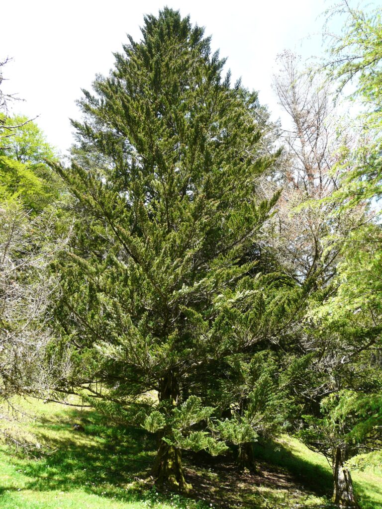 クリスマスツリーにおすすめの樹木。もみの木以外の種類についてもご紹介アイディアいっぱいお庭ブログ