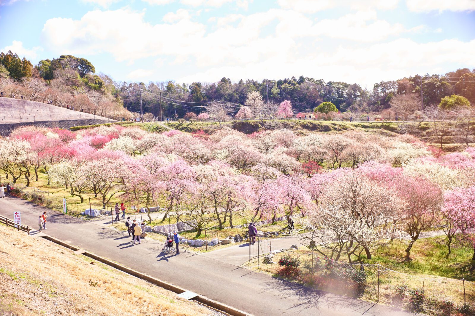 速報 2025年開園日決定！三重県の梅の絶景「いなべ市農業公園梅まつり」今年は2月22日から！観光三重 かんこうみえ三重県の観光・旅行情報はここ
