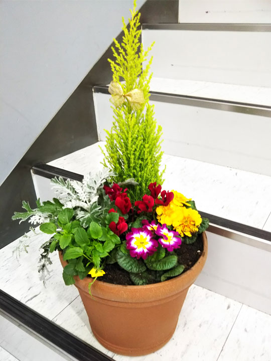 正月の寄せ植えで新年を祝う！おすすめ花材と作り方GardenStoryガーデンストーリー