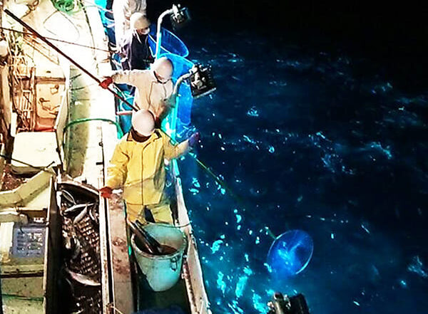 幸せを呼ぶとされるカツオくんを探そう！！ 約7万個のLED電飾が美しい 「YAIZU イルミネーション2012」静岡県焼津市栄町1-1-1 焼津駅北口広場、シーガルブリッジ、南口: 00shizuoka静岡観光おでかけガイド