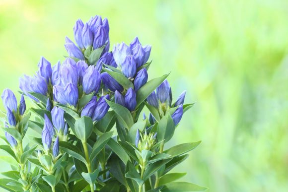 敬老の日特集感謝を伝える花とギフトnoemie ノエミ