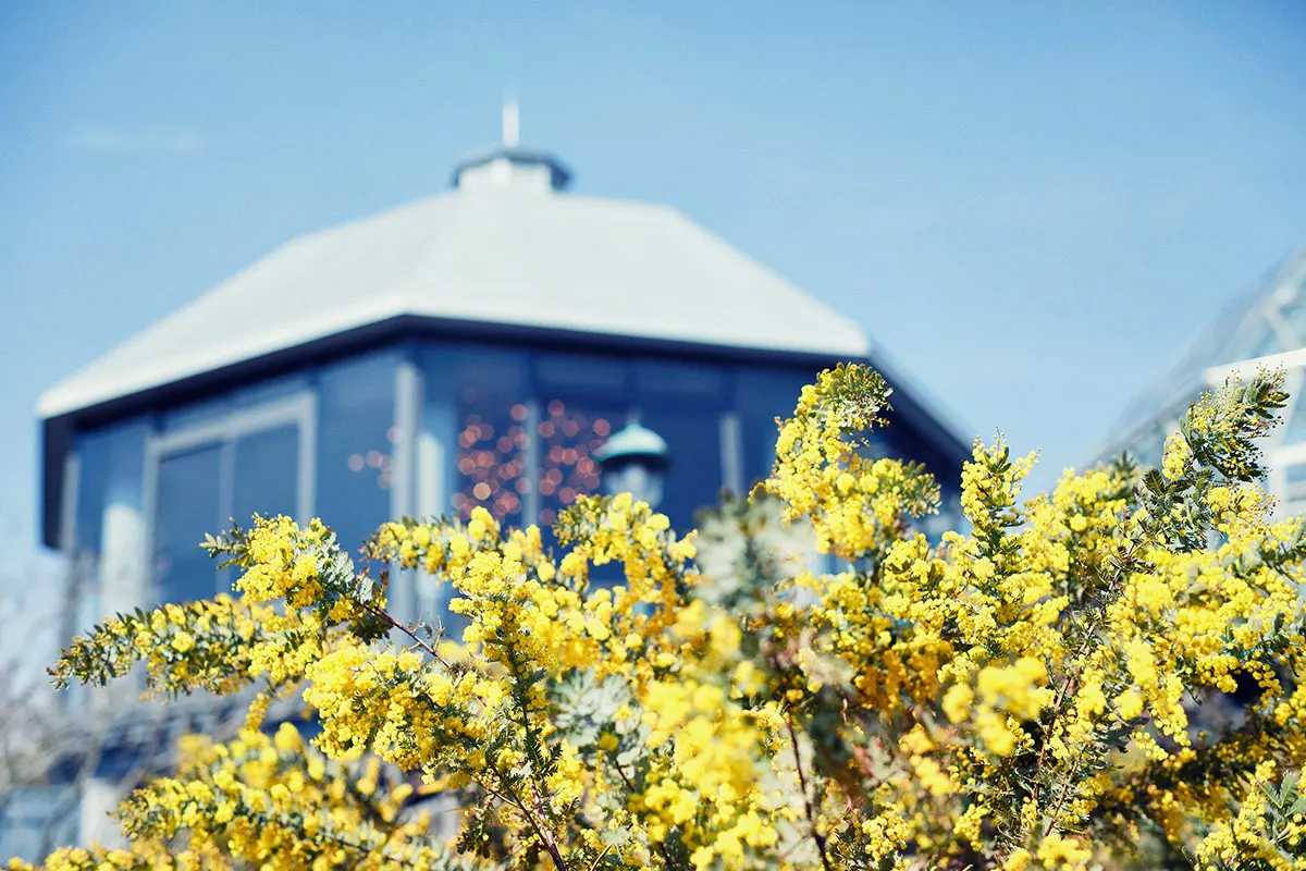 プロジェクト概要ミモザの日 in JAPAN 推進プロジェクト