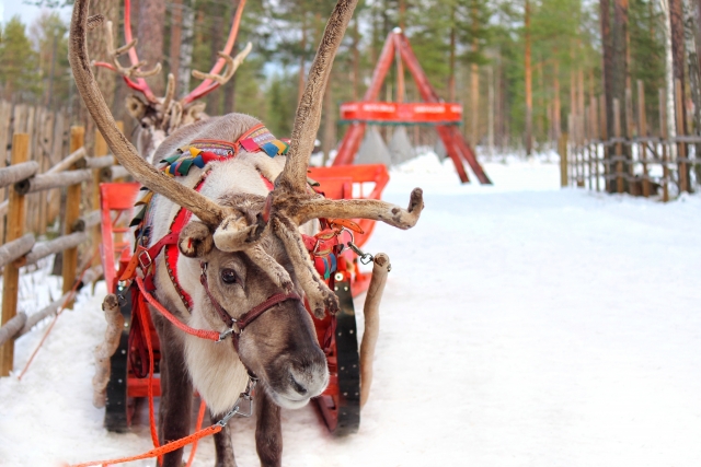 Yayoi Maeda12月の作品 赤鼻のトナカイさんの名前がルドルフってご存知でした？ サンタさんとにはルドルフの他に8頭のトナカイさん が居て、それぞれに名前とキャラ設定があるってご存知でした？ Did you know that the Red Nose Raindeer'snameInstagram