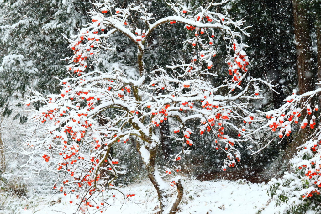 薦掛け , 冬の金沢の風物詩「薦掛け こもがけ 」。,金沢の人気観光スポットの一つである「長町武家屋敷跡」界隈では、土塀を寒さや雪から守る「薦 こも 」を掛ける作業が行われます。,北陸特有の水分の多い雪の付着やその水分の凍結により土壁が破損することがあるため、藁と縄で編んだ薦でカバーすることでその被害を防ぎます。,