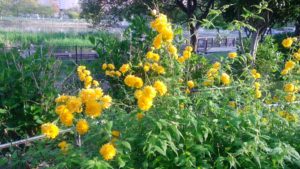 健気で美しく見事に咲く 『 キバナサフランモドキ 』 の花南紀白浜で暮らす