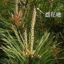 門松作り一鍼灸院