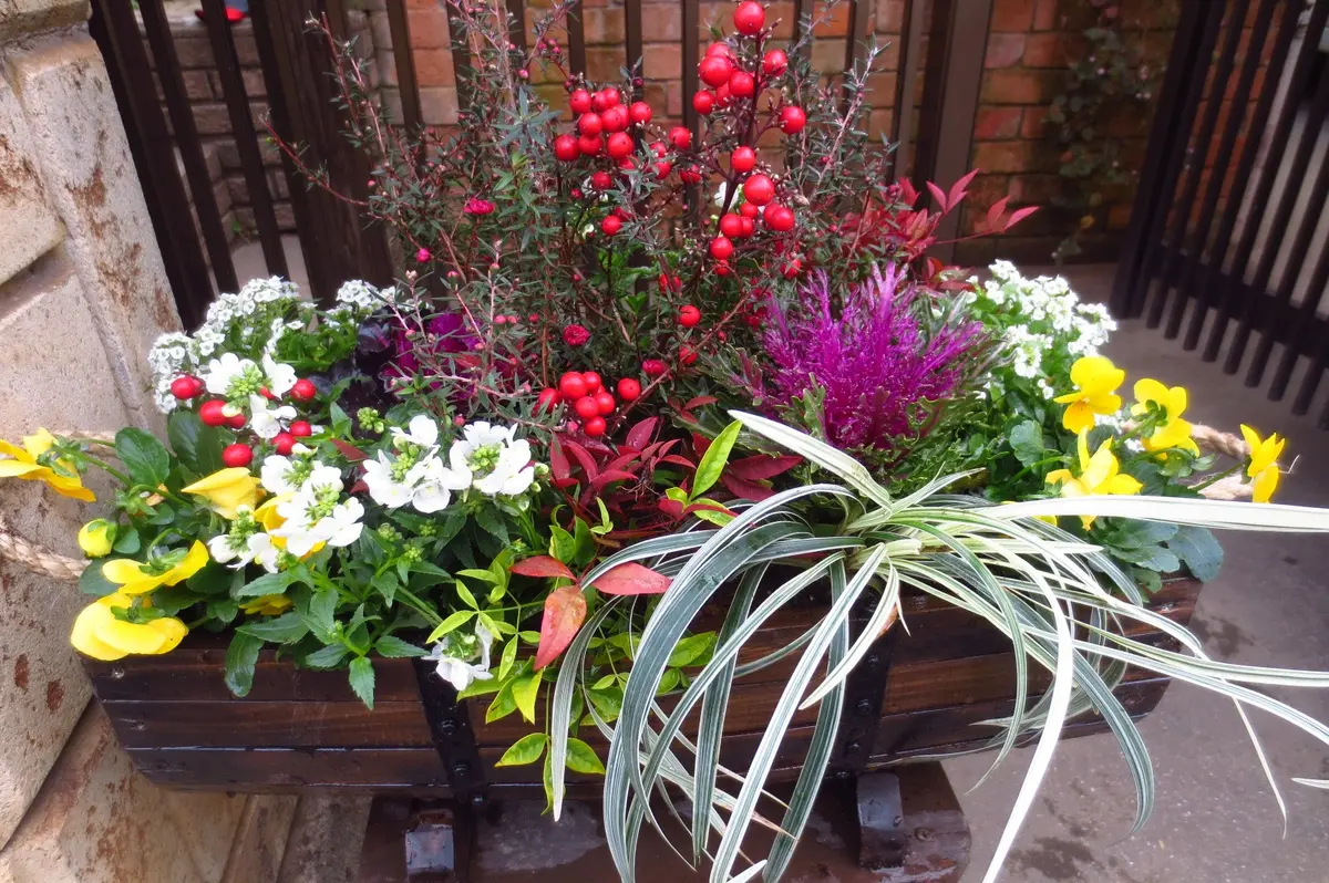 多肉植物でお正月用の寄せ植え作ってみました♡