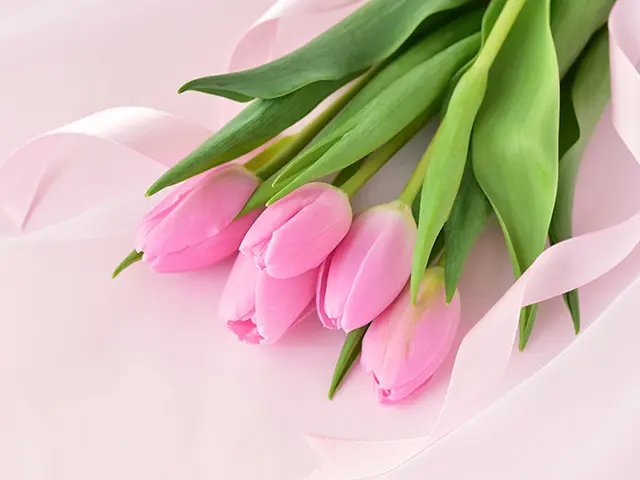 卒業・入学シーズンに♪ 春の門出のフラワーギフトに使いたい花と花言葉フラワーエデュケーションジャパン