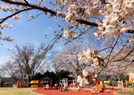 2025年開花情報 松田町西平畑公園「河津桜」が見ごろとなりました。│アシガラッテ
