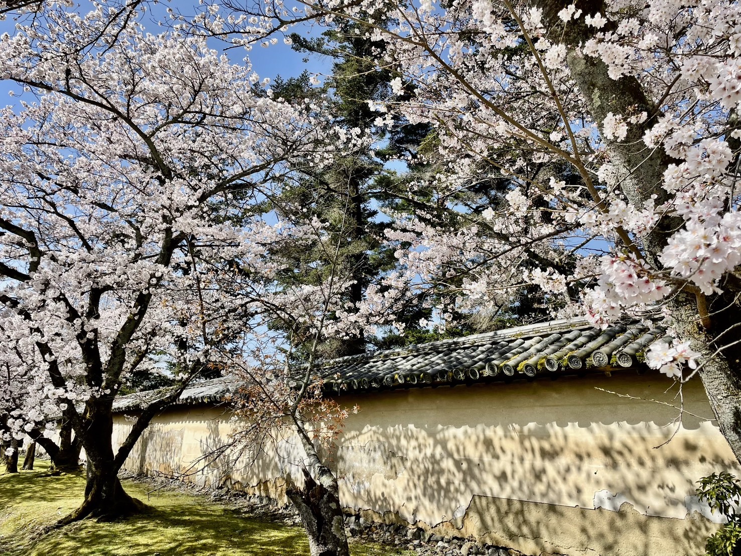 桜の吉野山と豊臣秀吉の吉野の花見おすすめスポット奈良たび 奈良を楽しむ