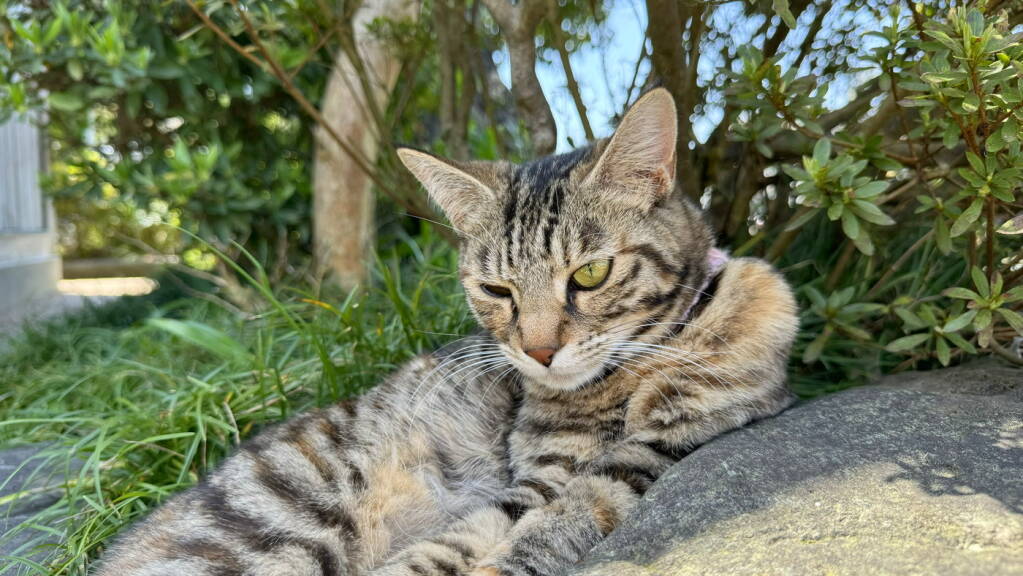 御誕生寺の猫の名前一覧を新しくしました。 ぜひ保存して活用してください。 全員見つけられるかな？😊 The list of names ofcats at Gotanjoji has been updated! Can you find them all? 😊animalsanimalphotographycat고양이gattoinstacatmeowjapan