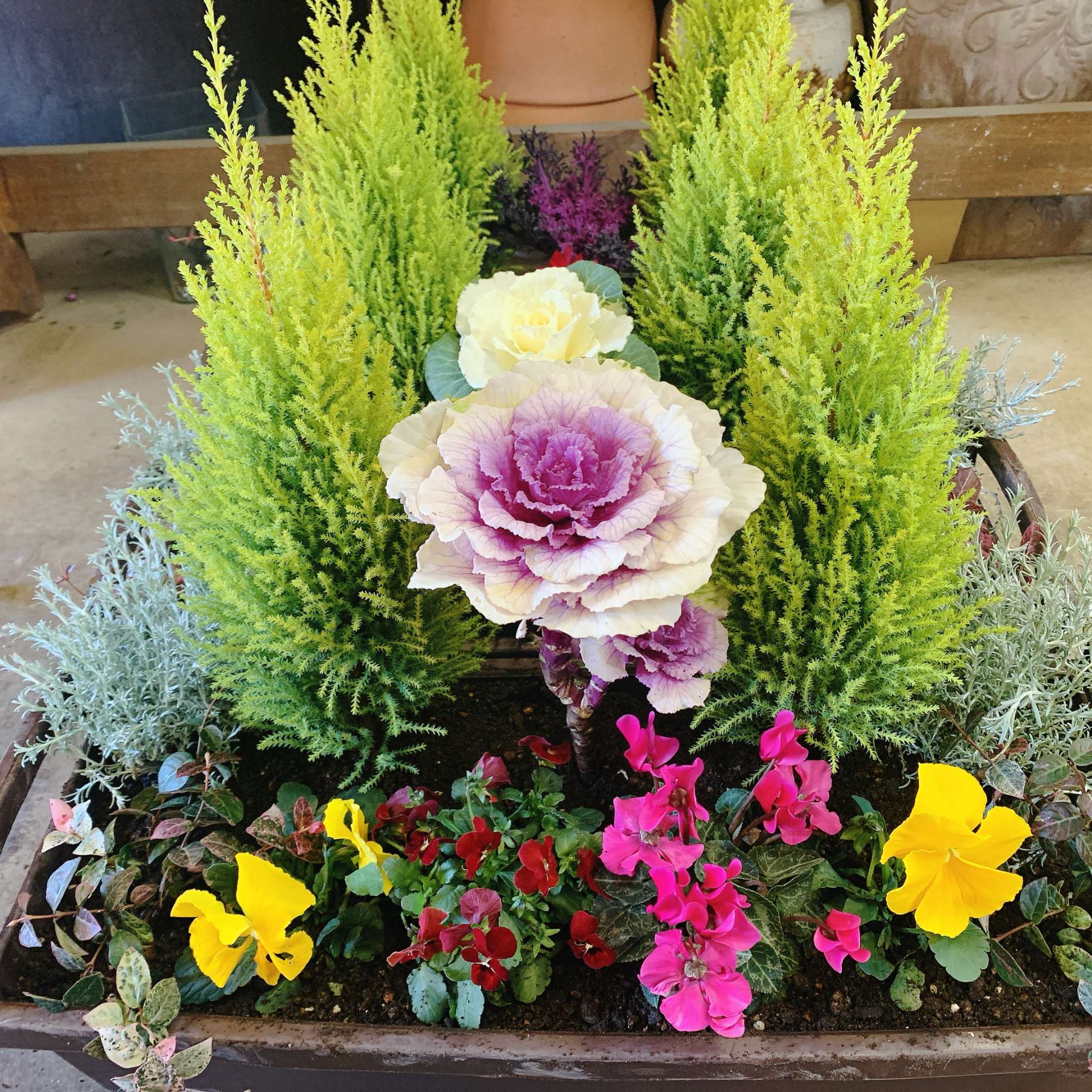 クリスマスにもぴったり!冬の寄せ植え valor-navi バローナビ