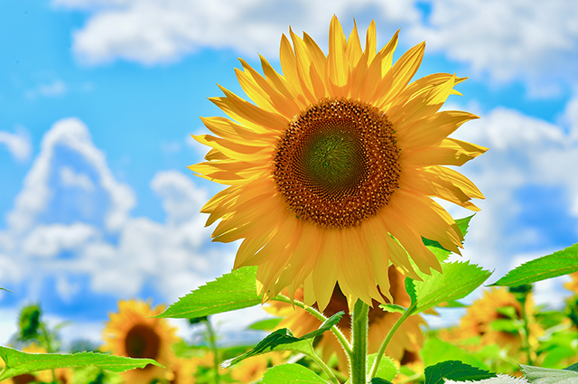 暑中見舞い いつから？いつまで？ 夏にぴったりの文例もご紹介します - 年賀状2026