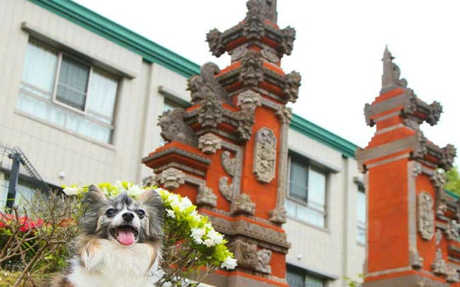 雨の日でも犬と一緒にお出かけできるベイクォーター横浜のクリスマスつつじろぐ