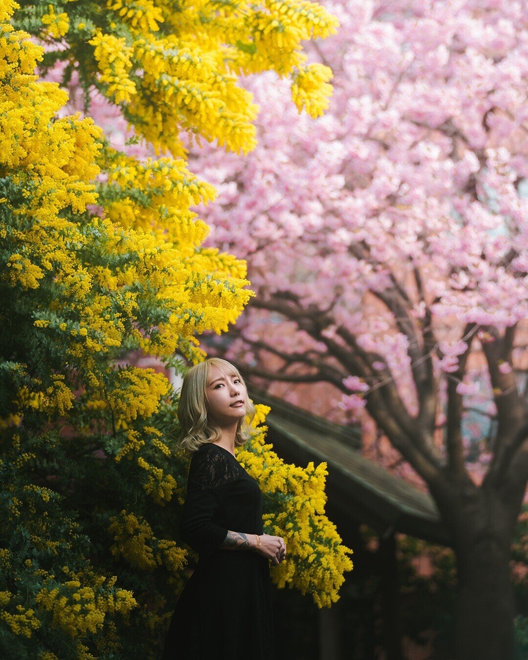 蔵前神社に二つの「春」 ミモザと桜満開 8日は国際女性デー毎日新聞