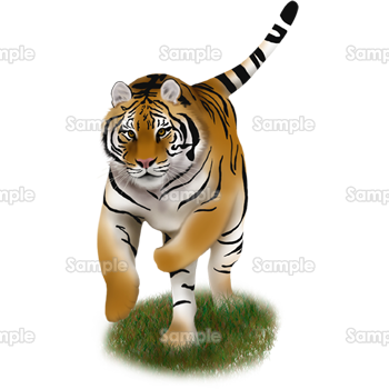 ☆620枚販売達成 再 販☆2022年・トラの年賀状・５枚セット ポストカード AKIE TAKEI 通販 12772128Creema クリーマ