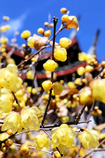 たんぽぽ荒井 真紀,荒井 真紀絵本ナビ：レビュー・通販