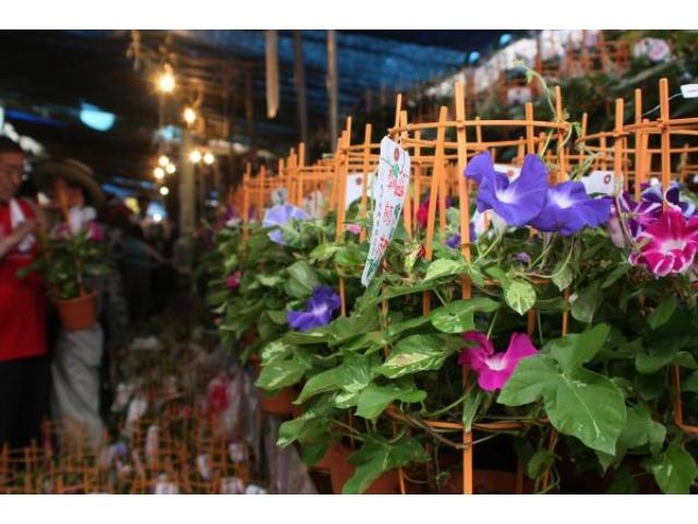 1年前の今日のお寺入谷の朝顔まつりてら×まち×さんぽ