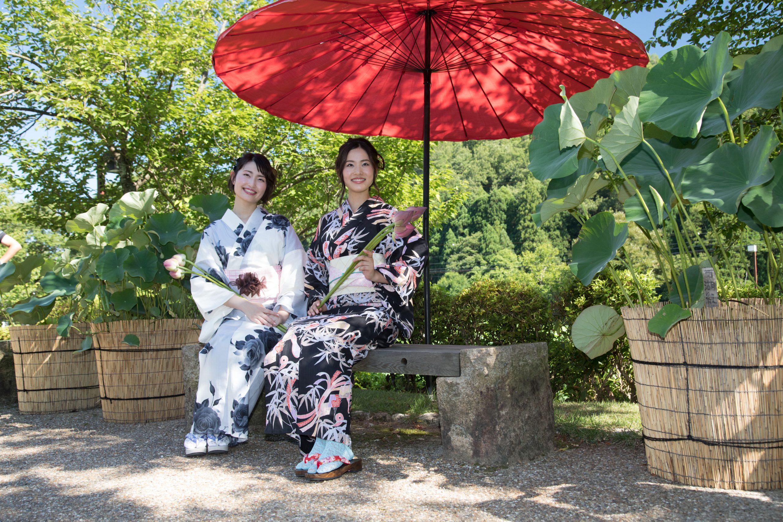 2025年最新 福井県花はす公園「はすまつり」完全ガイド見どころ・アクセス・混雑状況も - げんきの気ままなブログ